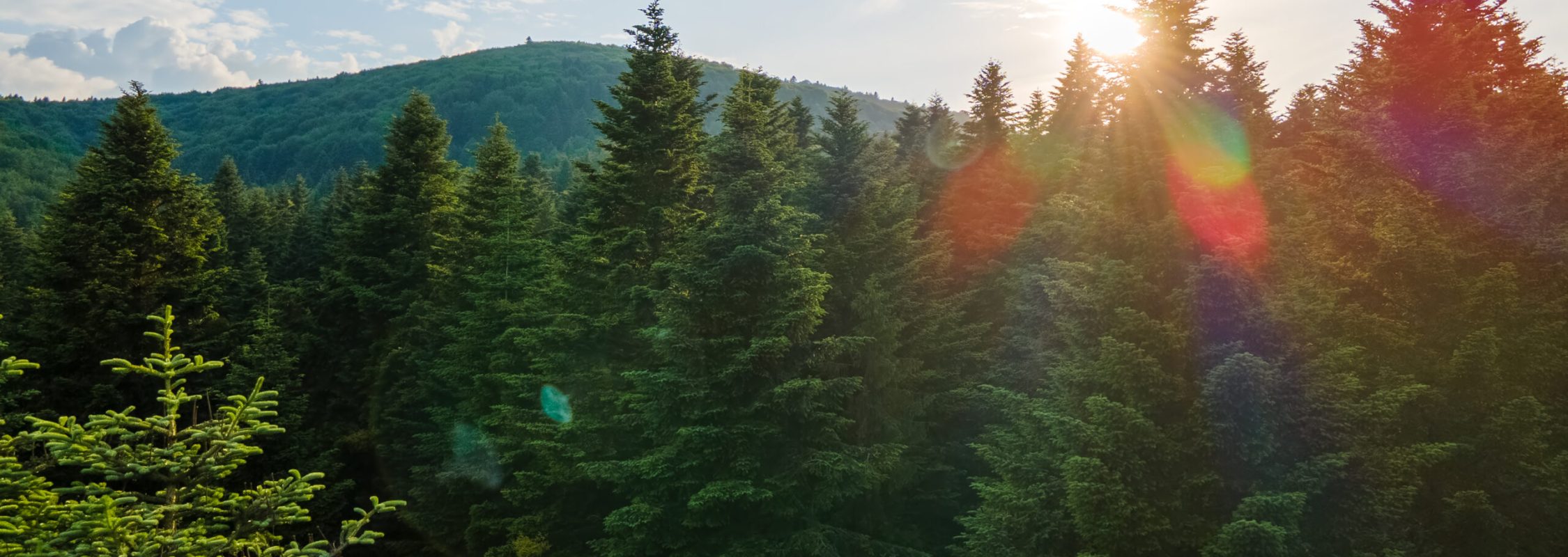 Vista aérea de bosques como los que se usan para extraer la biomasa forestal.